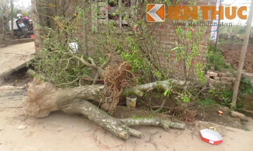 Đào thế, quất cảnh tiền triệu ngổn ngang bên lề đường