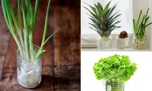 Bà nội trợ phát cuồng dụng cụ trồng rau sạch cực độc