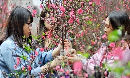 Bí kíp chọn đào đẹp miễn chê chơi Tết Bính Thân 2016