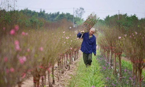 Ảnh tuyệt đẹp: Đào xuân khoe sắc trong gió đông