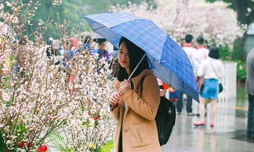Người dân đội mưa đi xem Lễ hội hoa anh đào Nhật Bản