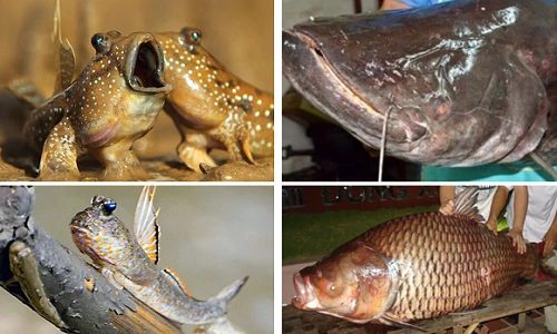 Hái ra tiền với những thủy quái hiếm lạ ở miền Tây