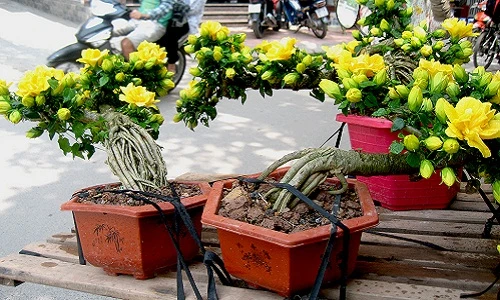 Bonsai lạ được hét giá bạc triệu một cây