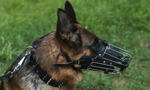 Vẫn có người cố tình thả chó dữ ra phố để... cắn người