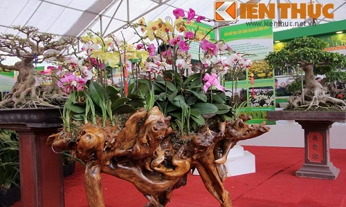 Ngắm lan gỗ lũa độc lạ chơi Tết giá 40 triệu đồng