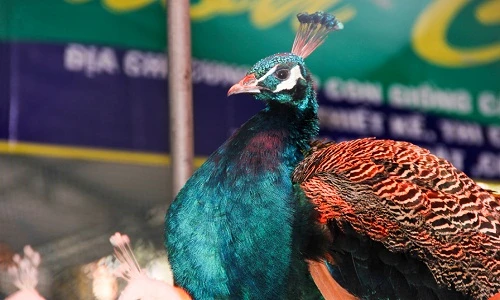 Ngắm loạt chim quý hiếm biếu Tết đắt đỏ gây sốt ở HN