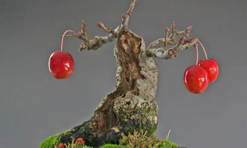 Mãn nhãn ngắm loạt cây ăn quả bonsai đẹp mắt