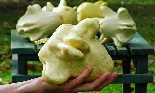 Khám phá bí ngô hình thù quái dị trồng tại nhà