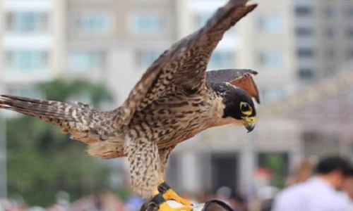 Chiêm ngưỡng những sát thủ trên không đổ bộ Hà Nội