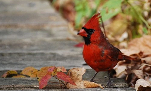 4 loại chào mào đắt đỏ đại gia Việt lùng biếu Tết