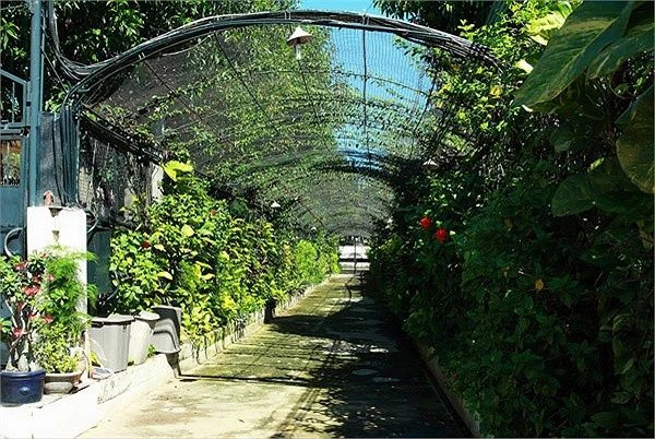 Sân vườn đẹp lung linh của nhà sao Việt