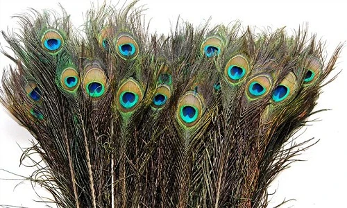 Nuôi cả trại chim công chỉ để... nhổ lông bán Tết