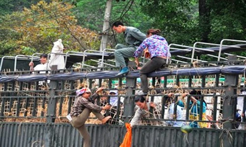 Liều mạng sống, đuổi xe tải trèo mót dưa ở cửa khẩu