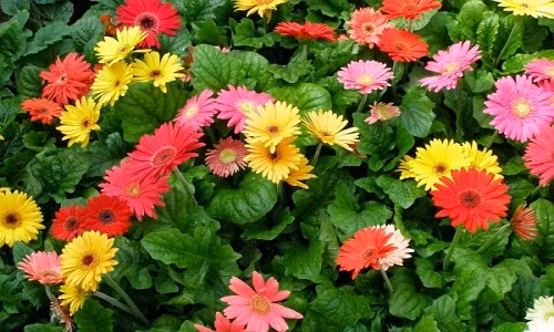 Bật mí những loại hoa cắm Tết rước tài lộc vào nhà