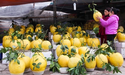 Cận cảnh bưởi vàng khổng lồ chưng Tết hút khách Hà Nội