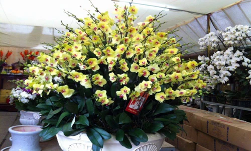 Mãn nhãn lan hồ điệp giá gần 90 triệu đồng ở Hà Nội