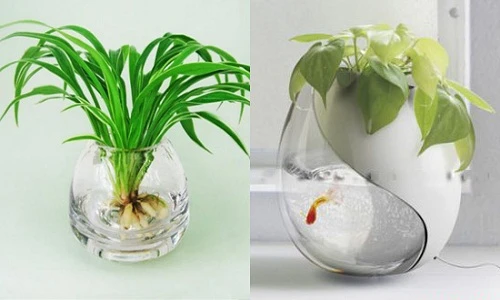 Những cây cảnh thủy sinh trang trí nhà xanh mướt mắt