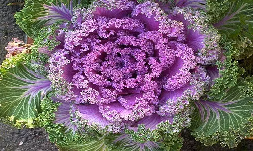 Khám phá giống bắp cải xoăn tít độc lạ đẹp mê mẩn