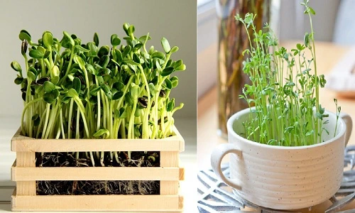 Những hạt giống cây mini để bàn “sốt xình xịch“