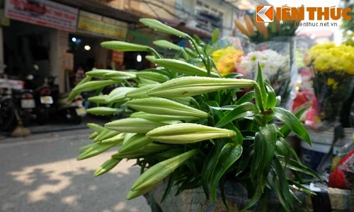 Ảnh: Hoa loa kèn tinh khôi xuống phố Hà Nội