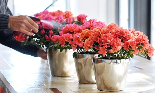 Bí kíp chăm sóc hoa đỗ quyên nở đẹp chơi Tết