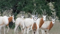 Linh dương sừng kiếm – biểu tượng huyền thoại của sa mạc Sahara