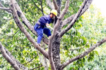 Gói thầu cây xanh tại Cần Giuộc: Tiêu chí “tạo hình” trở thành rào cản?