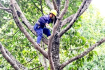 Gói thầu cây xanh tại Cần Giuộc: Tiêu chí “tạo hình” trở thành rào cản?