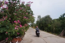 Trương Hồng An - Minh Khôi Mỹ Quý: “Hệ sinh thái” độc quyền tại Đức Huệ?