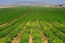 Pan Farm lãi lớn nhưng "ngập" trong nợ vay ngân hàng gấp 4 lần