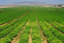 Pan Farm lãi lớn nhưng "ngập" trong nợ vay ngân hàng gấp 4 lần