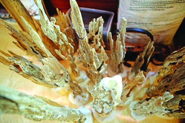 Trầm hương (tên khoa học: Agarwood) là tên gọi chung cho một chi thực vật thuộc họ Dó (aquilaria) gồm 17 loài. Phân bố rải rác ở các quốc gia châu Á như Lào, Campuchia, Thái Lan, Indonesia, Trung Quốc, Việt Nam... Ảnh: Tiền phong.