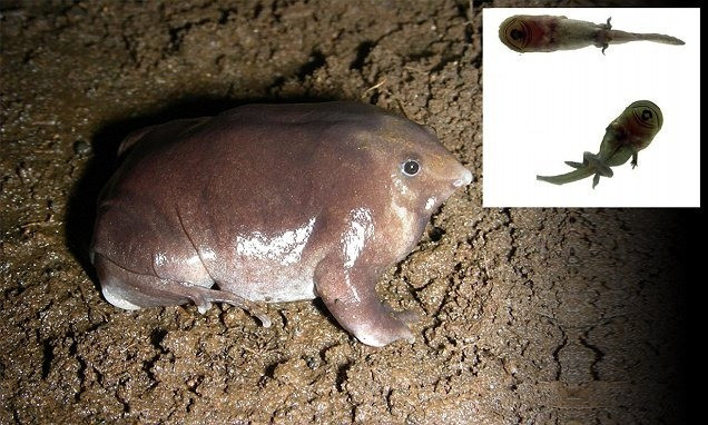 Nhà khoa học Elizabeth Prendini tại Bảo tàng Lịch sử Tự nhiên Mỹ, cho biết ếch tím của Bhupathy không lên mặt đất để kiếm ăn. Ảnh: Jason Bittel/ISSCA.