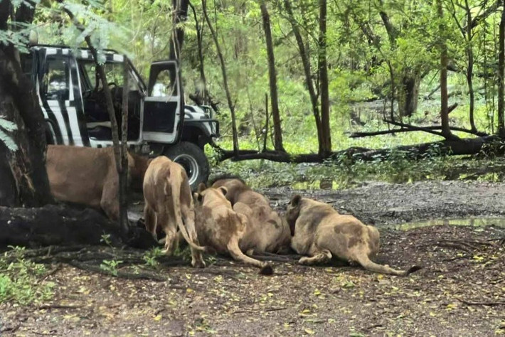 Vào ngày 10/9, ông Jian Rangkharasamee, 58 tuổi, đã bị những con sư tử ở vườn thú Safari World tại Bangkok, Thái Lan tấn công sau khi bước xuống xe, cúi xuống nhặt đồ. Khi ông Jian quay lưng lại với đàn sư tử, một con đã lao tới tấn công. Ảnh: bangkokpost.