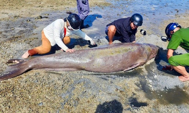 Vào chiều ngày 19/8, một cá thể bò biển (còn gọi là cá cúi, Dugong) được phát hiện chết trôi dạt vào bờ biển gần bãi Lò Vôi (đặc khu Côn Đảo, TP.HCM). Ảnh: Tiền phong.