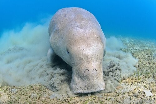 Có tên khoa học là Dugong dugon, bò biển là loài thú ăn cỏ. Ảnh: Luis P. B.