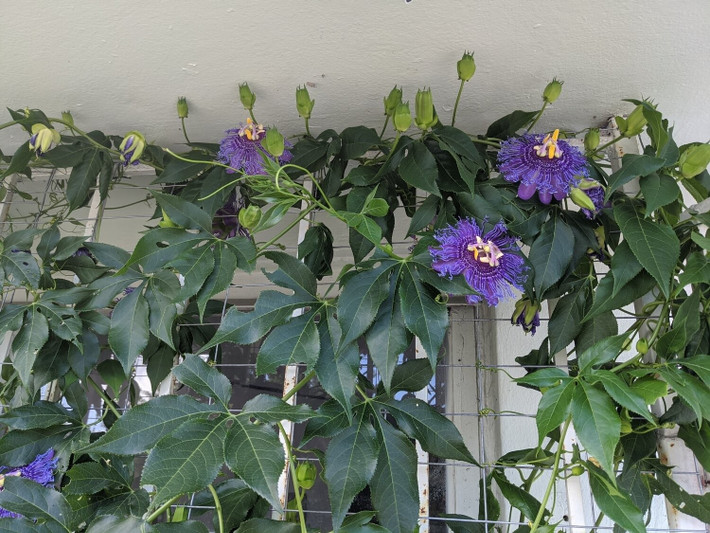 Lạc tiên thuộc họ Passiflora với hơn 550 loài – đa dạng từ cây bụi, thân gỗ đến dây leo hoa tuyệt đẹp được trồng làm cảnh ở hàng rào, ban công.