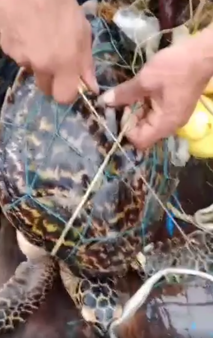 Thời gian gần đây, một số ngư dân đã thả những cá thể rùa biển quý hiếm về biển sau khi phát hiện chúng bị mắc lưới. Trong đó, vào ngày 3/7 vừa qua, trong quá trình đánh bắt hải sản tại khu vực Hòn Giá (Đặc khu Cô Tô, tỉnh Quảng Ninh), hai ngư dân địa phương đã phát hiện một cá thể rùa biển, được xác định là rùa xanh, mắc vào lưới đánh cá. Nhận thấy rùa không bị thương, họ đã thả cá thể rùa trở lại biển. Ảnh: baophapluat.