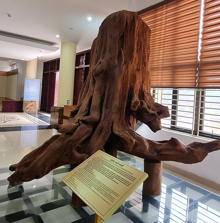 Còn được gọi với những tên khác là trắc thối, huỳnh đàn, huê mộc vàng, gỗ sưa có đặc điểm nổi bật là mùi thơm nhẹ nhàng, vân gỗ đẹp mắt và độ bền cao. Ảnh: Vietnamnet.