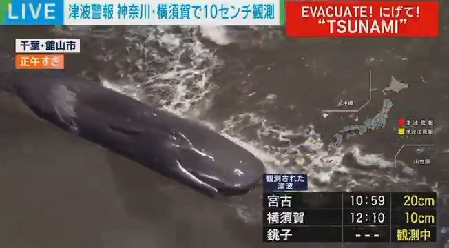 Cá voi là loài sử dụng sóng âm (echolocation) để định hướng và liên lạc. Tuy nhiên, những biến động dữ dội dưới biển, như sự thay đổi dòng chảy và áp suất nước do động đất, có thể khiến hệ thống định vị của chúng bị rối loạn. Việc mất phương hướng có thể khiến cá voi bơi nhầm hướng và tiến gần đất liền. Điều này khiến cá voi dễ mắc cạn trên bãi cát nông. Ảnh: X.