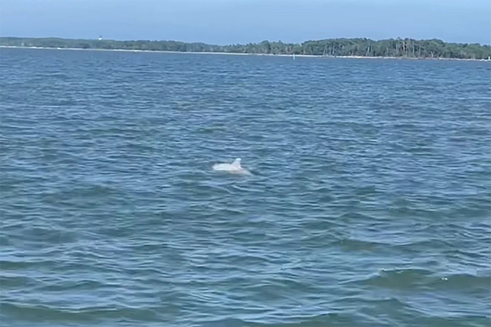 Video do thuyền trưởng John Shields quay đã được Snug Harbor Marina đăng tải lên Facebook vào ngày 15/8. Trong đoạn video, một con cá heo mũi chai màu trắng đang bơi lượn, liên tục trồi lên và lặn xuống mặt nước trước sự kinh ngạc, thích thú của những du khách có mặt trên thuyền. Ảnh: Captain John Shields.