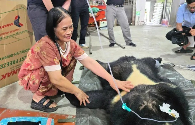 Cá thể gấu ngựa đực, nặng khoảng 120 - 130 kg đã được một gia đình bà Phạm Thị Hơn ở Hải Phòng tự nguyện giao nộp sau khi nuôi nhốt gần 20 năm. Nó được đặt tên là Smokey, được gắn chip định danh từ năm 2005, từng sống trong kho gần quốc lộ. Ảnh: Tiền phong.