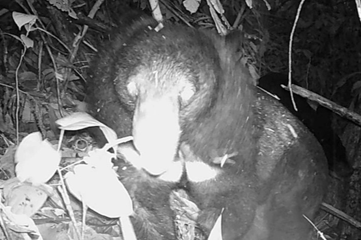 Gấu ngựa có tên khoa học là Ursus thibetanus hay Ursus tibetanus, còn được biết đến với tên gọi gấu đen Tây Tạng, gấu đen Himalaya hay gấu đen châu Á. Ảnh: Khu bảo tồn thiên nhiên Pù Hu.