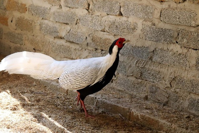 Trong quá trình điều tra, Thái Khắc Thành khai nhận mặc dù biết gà lôi trắng thuộc loài động vật nguy cấp, quý hiếm cần được bảo vệ, không được vận chuyển, mua bán, nuôi dưỡng khi chưa được cấp phép nhưng vì lợi nhuận cao từ việc mua bán loài động vật này nên mua gà lôi trắng trưởng thành, gây giống với mục đích bán kiếm lời. Ảnh: Nguyễn Nam/TTXVN.