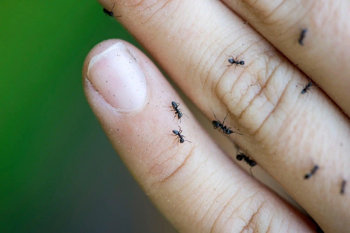 "Đội quân kiến" hàng triệu con đang gây ảnh hưởng tới hệ thống truyền tải điện và mạng Internet ở châu Âu là loài kiến ngoại lai có tên khoa học là Tapinoma magnum. Loài này có nguồn gốc từ khu vực Địa Trung Hải. Ảnh: VQH/24 heures.