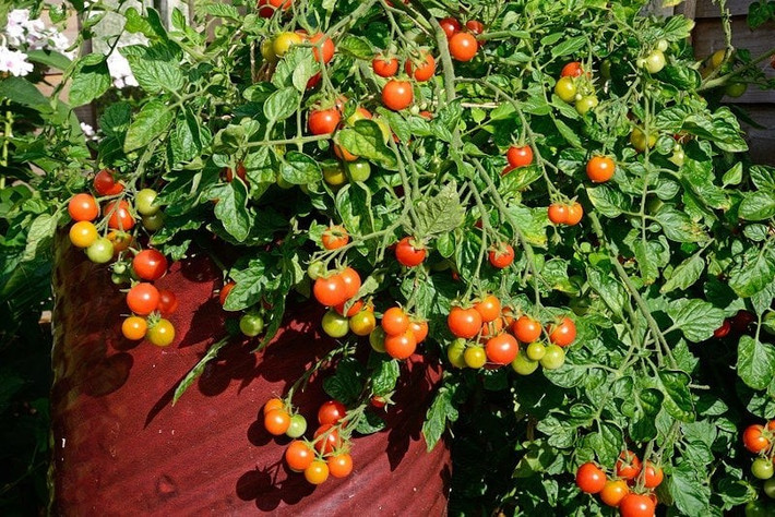 Không gian nhỏ vẫn có thể trồng dễ dàng: Dù sống ở chung cư, nhà phố hay chỉ có hiên nhà nhỏ, bạn vẫn có thể trồng cà chua lùn nếu có chậu lớn, đất tơi xốp, đủ nắng và một chút chăm sóc.