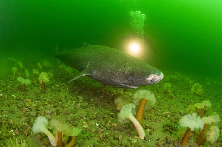 Cá mập Greenland (Somniosus microcephalus) là loài di chuyển chậm dưới biển sâu. Chúng thường bơi với tốc độ khoảng 1,2 km/h. Ảnh: Doug Perrine /Alamy Stock Photo.