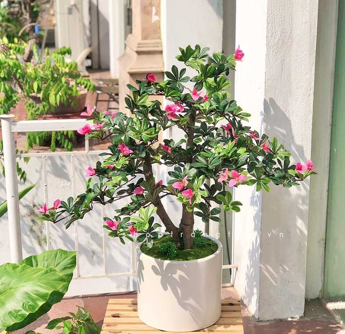 Người yêu cây có kinh nghiệm cũng dè dặt với đỗ quyên trong nhà: Các nhà làm vườn lâu năm đều khuyên: chỉ nên trồng đỗ quyên ngoài trời, nơi có ánh sáng tự nhiên và thông khí tốt, tránh không gian bí bách.