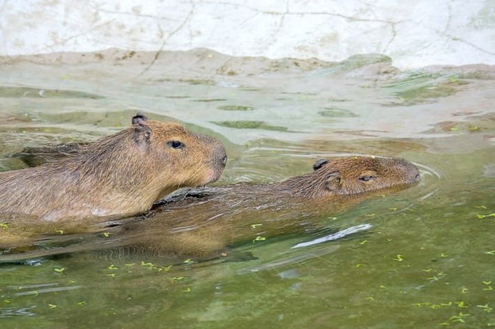 Nếu sống trong môi trường tự nhiên, tuổi thọ tối đa của chuột lang nước capybara có thể lên tới 10 năm. Ảnh: savacations.