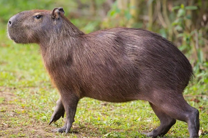 Hai con chuột lang nước capybara đã được cảnh sát trao trả lại cho sở thú tư nhân. Theo đó, chúng trở về "nhà" an toàn mà không gây ra rắc rối nào. Ảnh: Andrew M. Allport/Shutterstock.com.